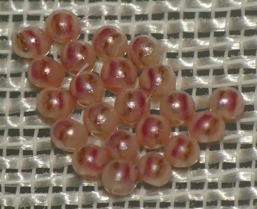 Campaea margaritaria